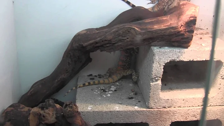 Painted Agamas at the LLLReptile Breeding Center