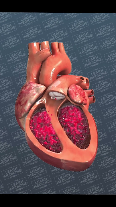 The Human Heart #shorts #science #nature #health