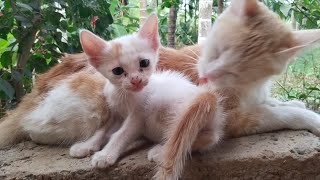 Cute Indian cats fighting video 📸📷🤣🤣🤣🤣🤣🤣🤣🤣🤣🤣🤣🤣🤣🤣🤣🤣🤣🤣🤣🤣🤣🤣🤣🤣🤣🤣🤣🤣🤣🤣🤣🤣🤣🤣 by My cat's world 🌎🌎 228 views 1 month ago 4 minutes, 53 seconds