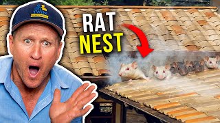 You Wouldn't Believe Where We Found The Rats!