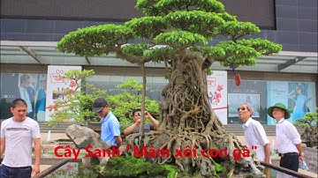 Tổng hợp 5 cây cảnh nghệ thuật để đời của Bác Cường họa sỹ