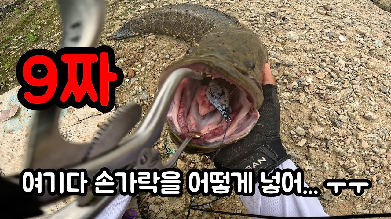 몬스터 9짜 가물치!! 드디어 만나다! #낚시 #가물치 #프로그 #snakehead #雷魚 #雷魚釣り