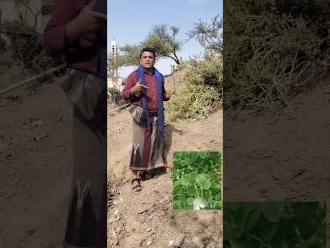 نبات مهجور شفى زوجة فائز العامري من السرطان القصة الكاملة مع شجرة القبار المعجزة الرصاف