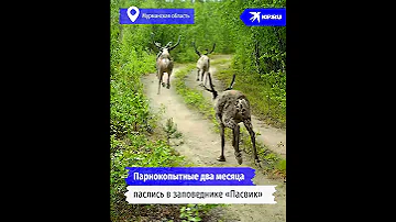 Норвежские олени объели Россию на 418 млн