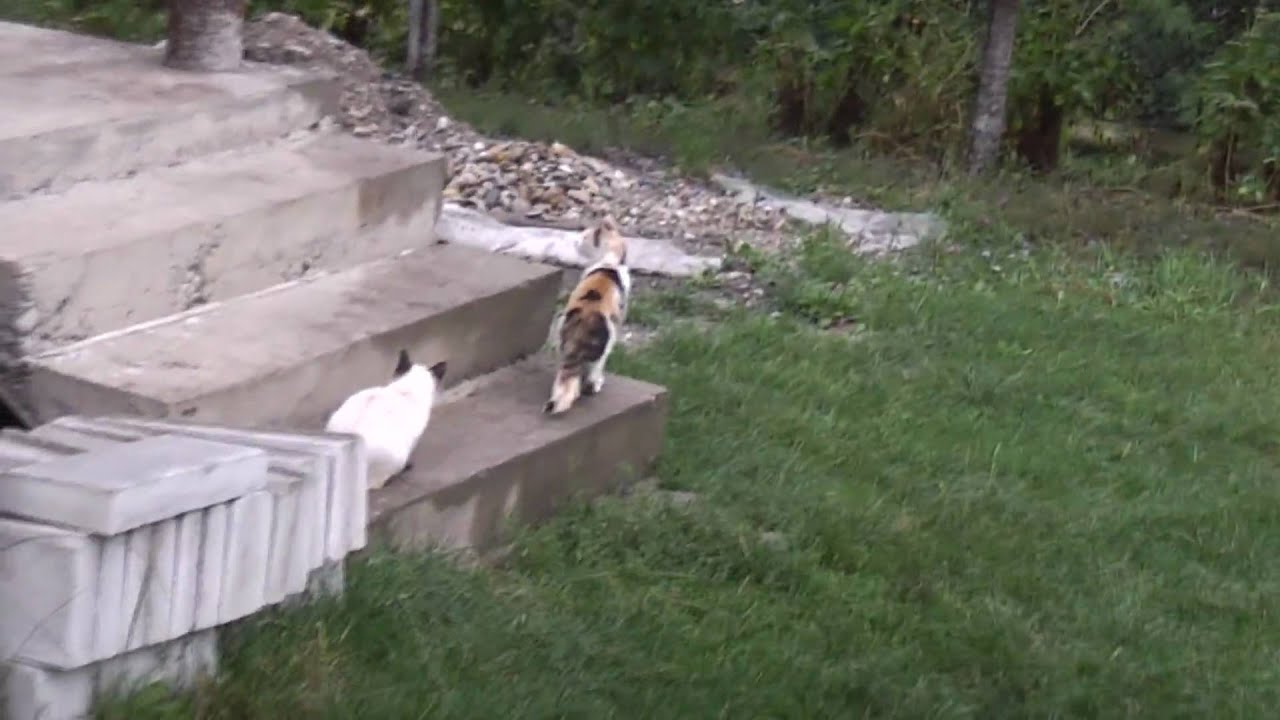 1st Panasonic HDC-SD10 TEST