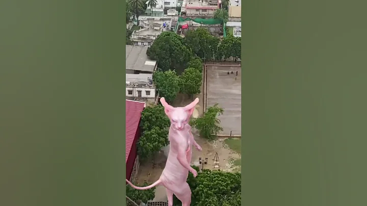 Video 11162741: sphynx cat cute dance, sphynx cat living, sphynx cat showing, adorable sphynx cat