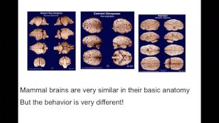 Cognition Exam 1 Review