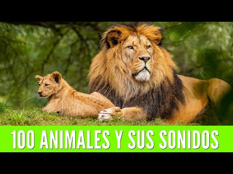 100 ANIMALES PARA NIÑOS. Aprende los nombres de los animales y sus sonidos🦁🐯🐨