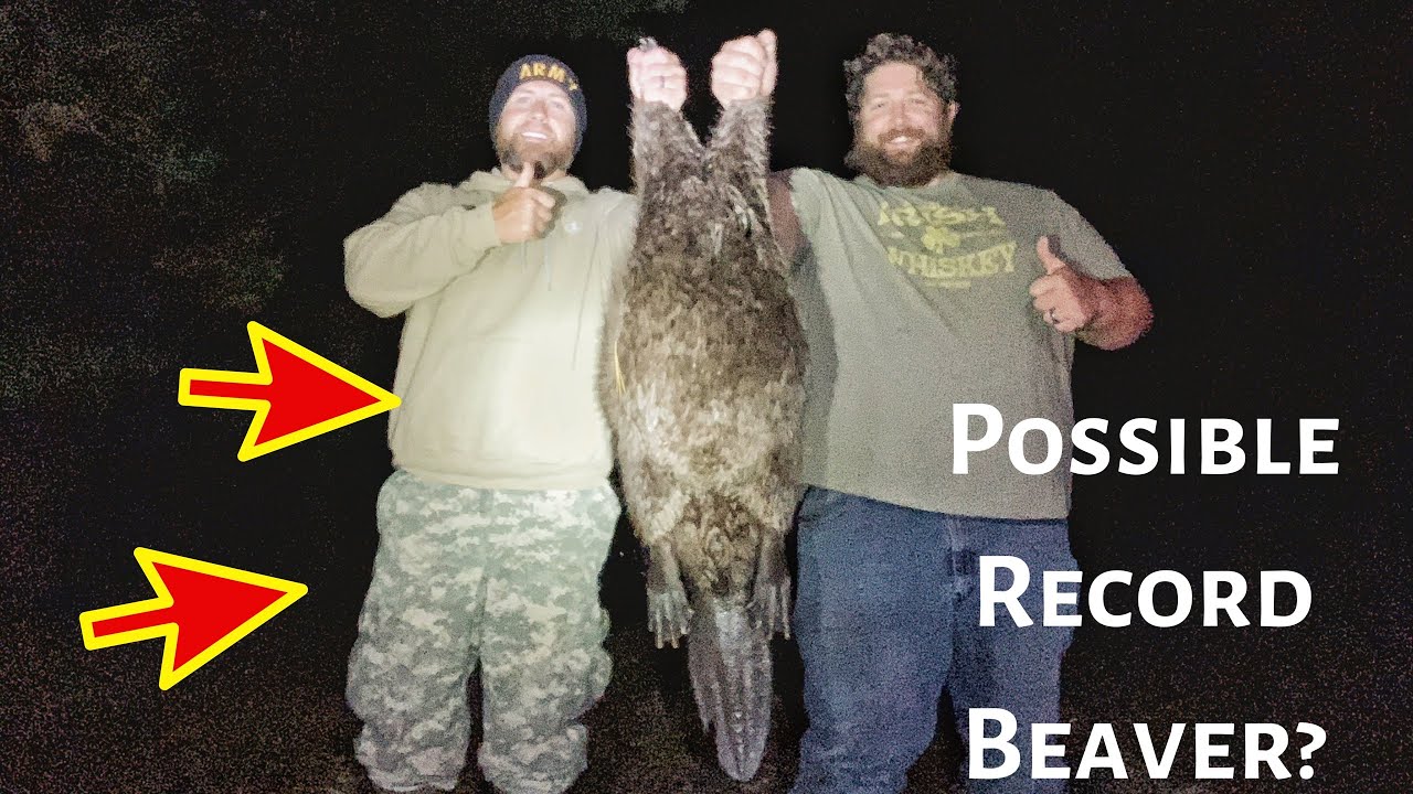 Beaver Hunting Possible Indiana Record Beaver!?!? YouTube
