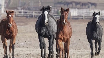 Stock Video - Horses running in slow motion towards camera