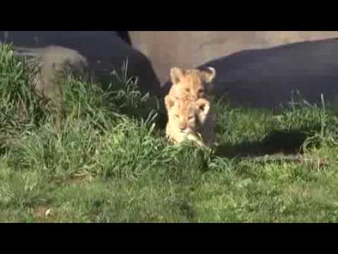 Vidéo: Problèmes éthiques Des Selfies De Lionceaux En Afrique Du Sud