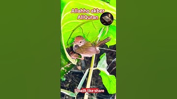 #القران_الكريم #تلاوه_خاشعه #قال رب انیی ظلمت نفسی #المصحف #الشيخ محمود الشحات #foryou