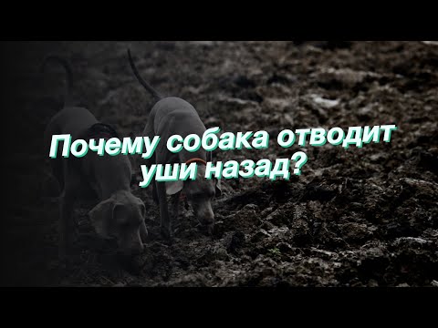 Почему собака отводит уши назад?