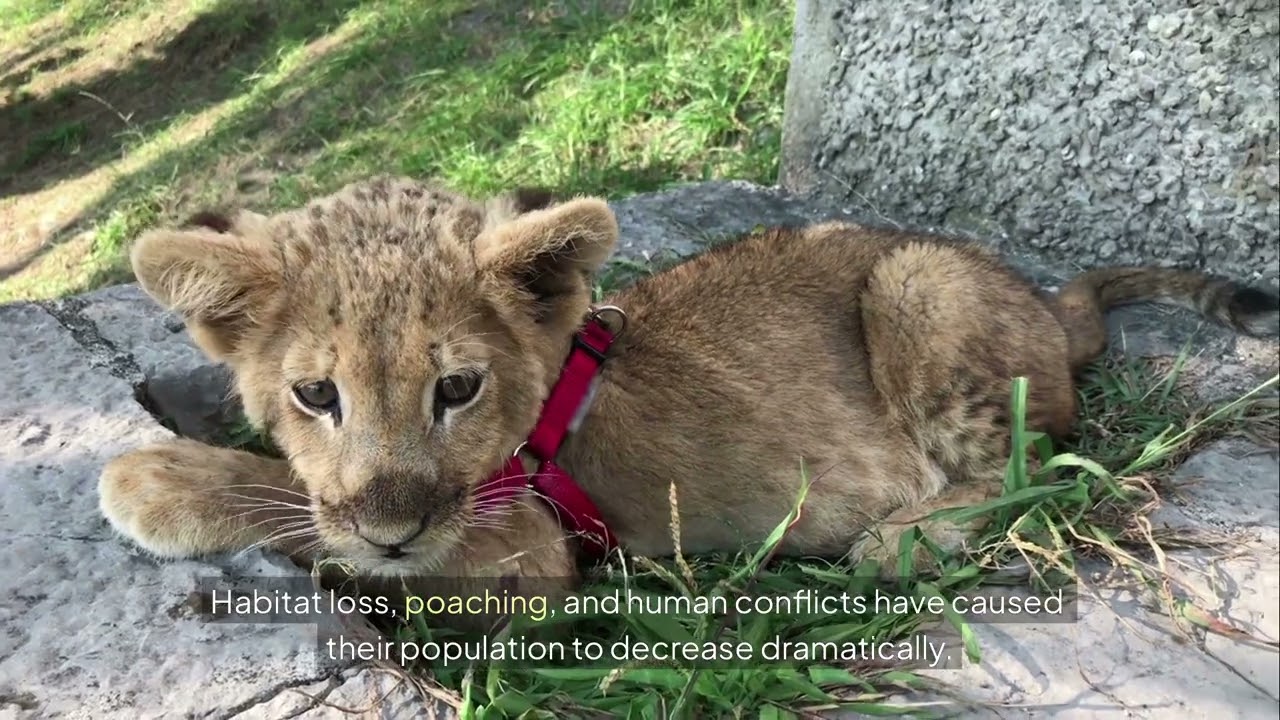 "The Mighty Tiger 🐅 | Secrets of the Jungle’s Fierce Predator"