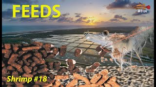 SHRIMP FEEDS - WHAT YOU SHOULD KNOW #18 | #FISH