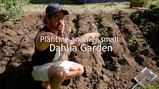 I planted a second dahlia garden...