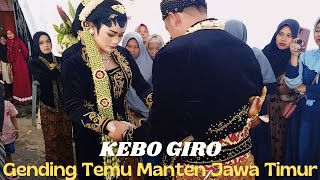 KEBO GIRO GENDING TEMU MANTEN JAWA TIMUR