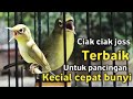 MASTERAN KECIAL KUNING TERBAIK | PANCING KECIAL LOYO JADI EMOSI CEPAT BUNYI CIAK CIAK GACOR JOSS