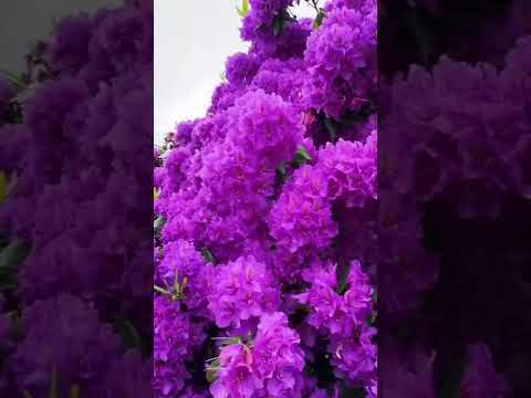 اجمل شجرة في العالم