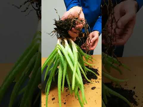 Video: Aloe Plant Division - Wie und wann man Aloe-Pflanzen trennt