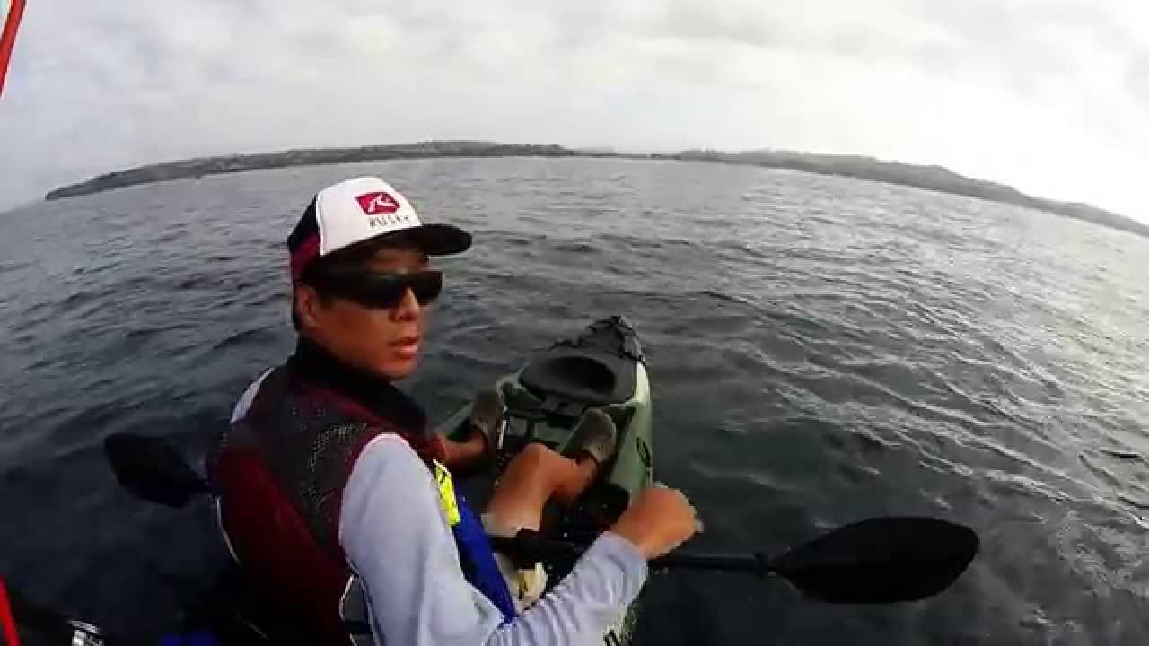 Hammerhead Shark Circling Kayak YouTube