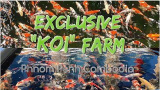 Exclusive Koi farm in Phnom Penh Cambodia | KOI Fish | Lucky Fish SAKKY