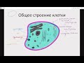 ЕГОР ЛАЙТ - Тема 2. Строение клеток и вирусы