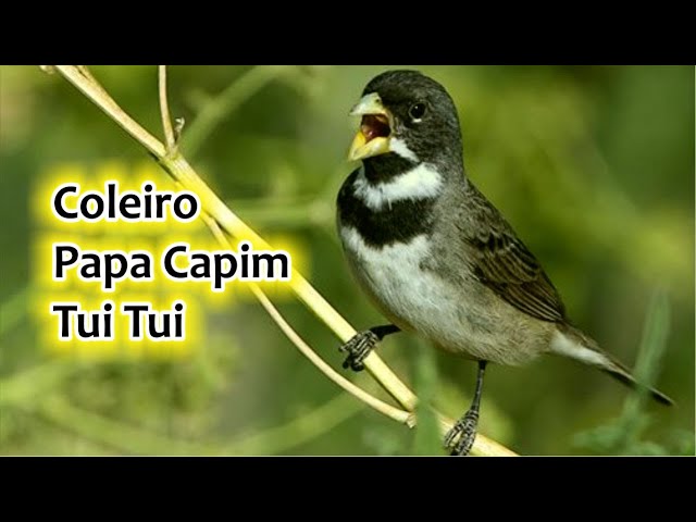 Canto de Papa Capim Tui Tui - Apps on Google Play