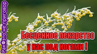 🌿Необычные свойства обычной полыни