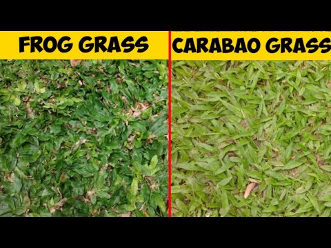 Video: Ornamental Indian Grasses: Pagtatanim ng Indian Grass Sa Landscape