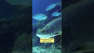 Thumbnail for Het koraal rond Bonaire sterft uit door klimaatverandering