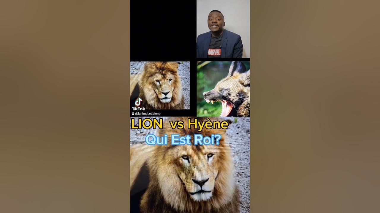 lion vs Hyène Qui est ROI lion hippopotame animauxsauvages YouTube