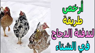 تدفئة الدجاج في الشتاء أسهل طريقة هتخلي الدجاج دافئ طول الشتاء عن تجربة وخبرة وهتبعد عن أمراض الشتاء