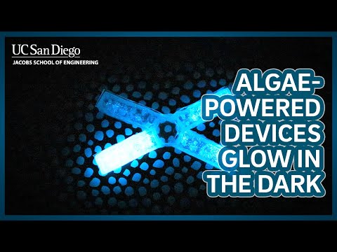 Algae-powered devices glow in the dark when squished, stretched