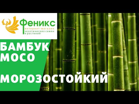 Video: Qızıl bambuk nə qədər hündürdür?