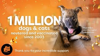 Soi Dog Foundation celebrates ONE MILLION stray animals neutered and vaccinated!