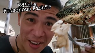 Poisonous Fish? Eating The Philippine Box Fish! - Youtube