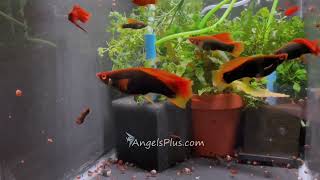 Alpha Swordtail Fish - Breeders and offspring.