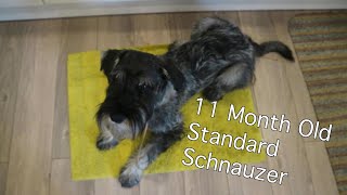 11 Month Old Standard Schnauzer | Burt Updates #10 by ZakkyM 3,251 views 2 years ago 2 minutes, 18 seconds