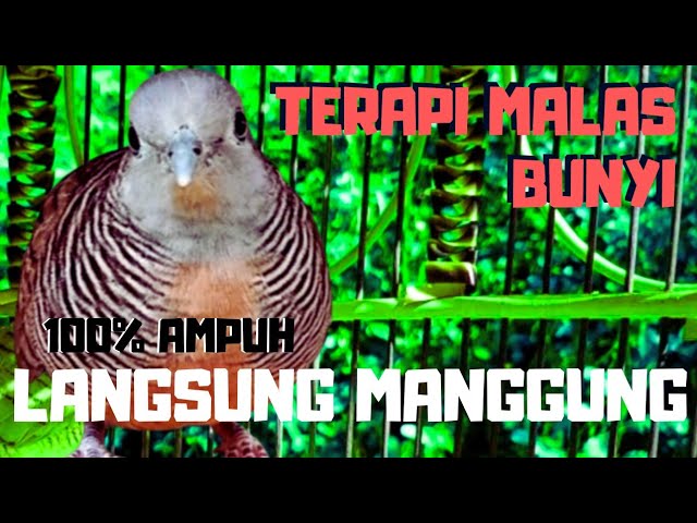 Pancingan Ampuh Untuk Terapi Perkutut Malas Bunyi Agar cepat Manggung class=