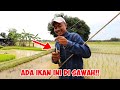 GAK CUMAN BELUT YANG ADA DI SAWAH TERNYATA...