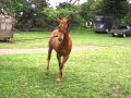 Pinscher tentando dominar uma potra quarto de milha.MOV