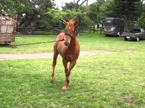 Pinscher tentando dominar uma potra quarto de milha.MOV - YouTube