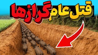 اونا در برابر گرازهای وحشی خندق کندن اما نتیجه آنها را شوکه کرد!