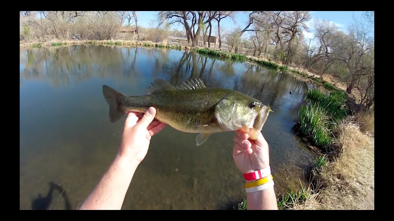 Rage Tail Menace and Shellcracker Fishing - YouTube