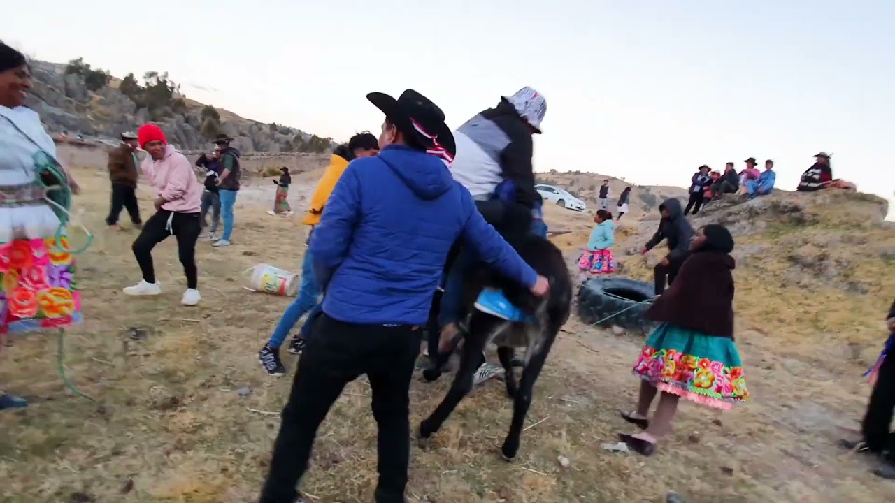 HERRANZA DE BURRO ( ASNO SINTACHI ) 2021   Chacapampa   Paucará   Huancavelica