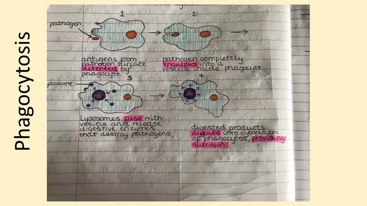 Pupil Diagrams - YouTube
