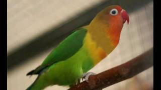Download lagu SUARA LOVEBIRD MASTERAN SUARA LOVEBIRD MASTERAN