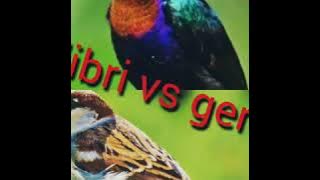 SUARA TAJAM // KOLIBRI vs GEREJA 💯