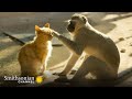 Vervet Monkeys Feel the Same Way About Cats as We Do 😼 Amazing Animal Friends | Smithsonian Channel